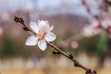 桃花一朵姻緣星兩顆 中華研究院